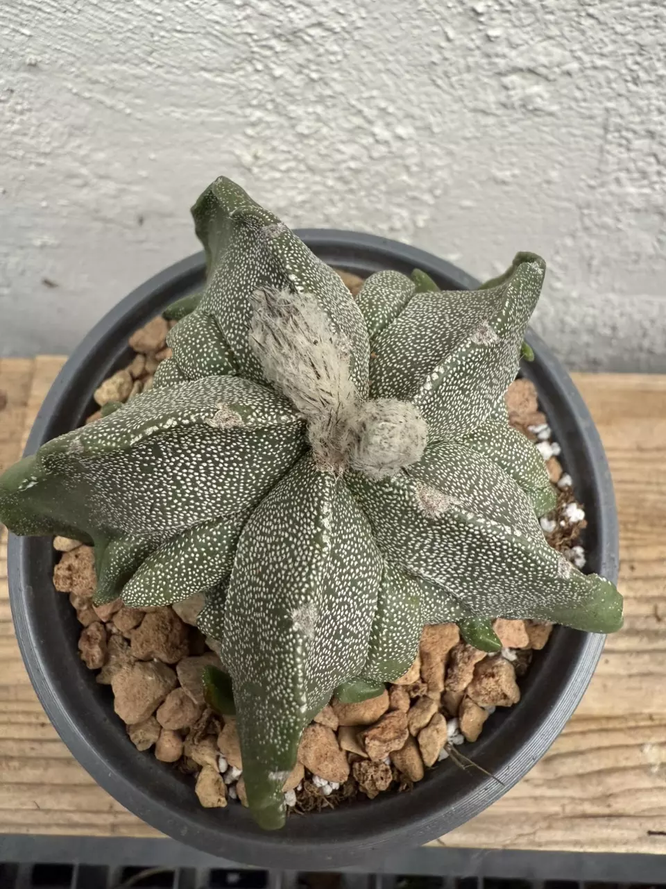 plant/Astrophytum Myriostigma Fukuryu-0