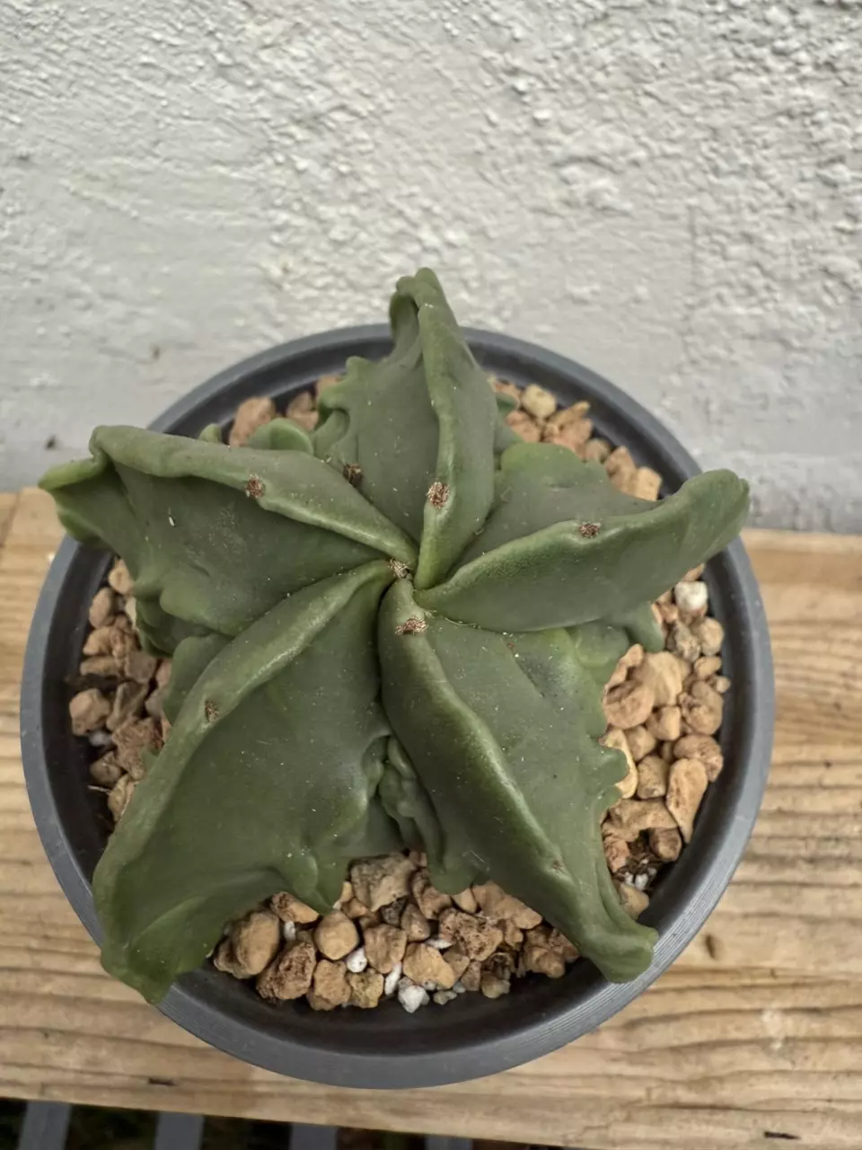 plant/Astrophytum Myriostigma Fukuryu-0