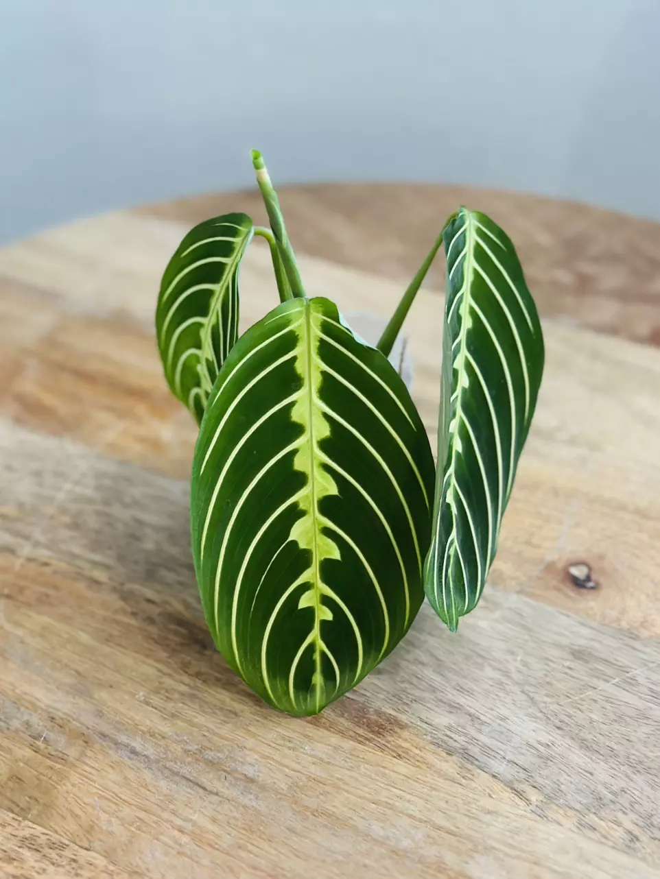 plant/Maranta Lemon Lime (Prayer Plant) (1)-0