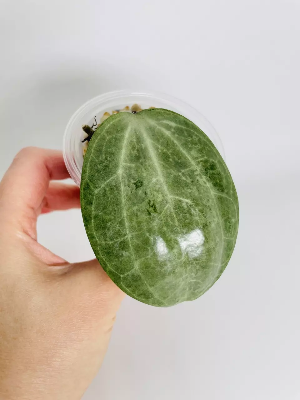 plant/Hoya Latifolia Silver 0552-3