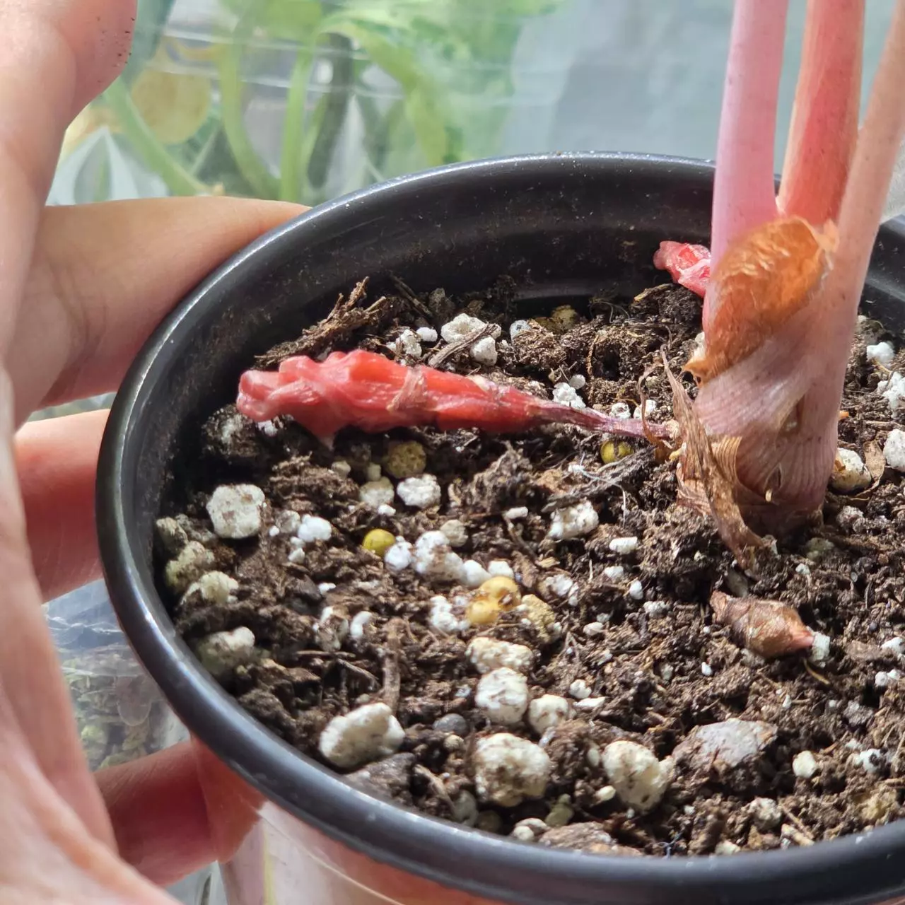 plant/Nairobi nights CORM-1