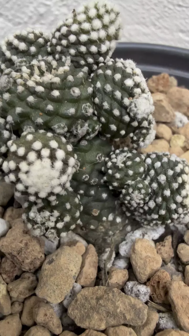 plant/Copiapoa Tennuissima cv Starry Night-4