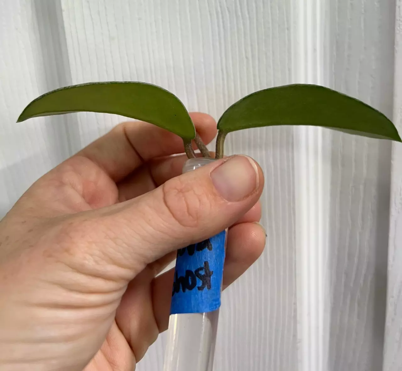 plant/Hoya carnosa Nova Ghost Lightly Rooted Cutting GC-1