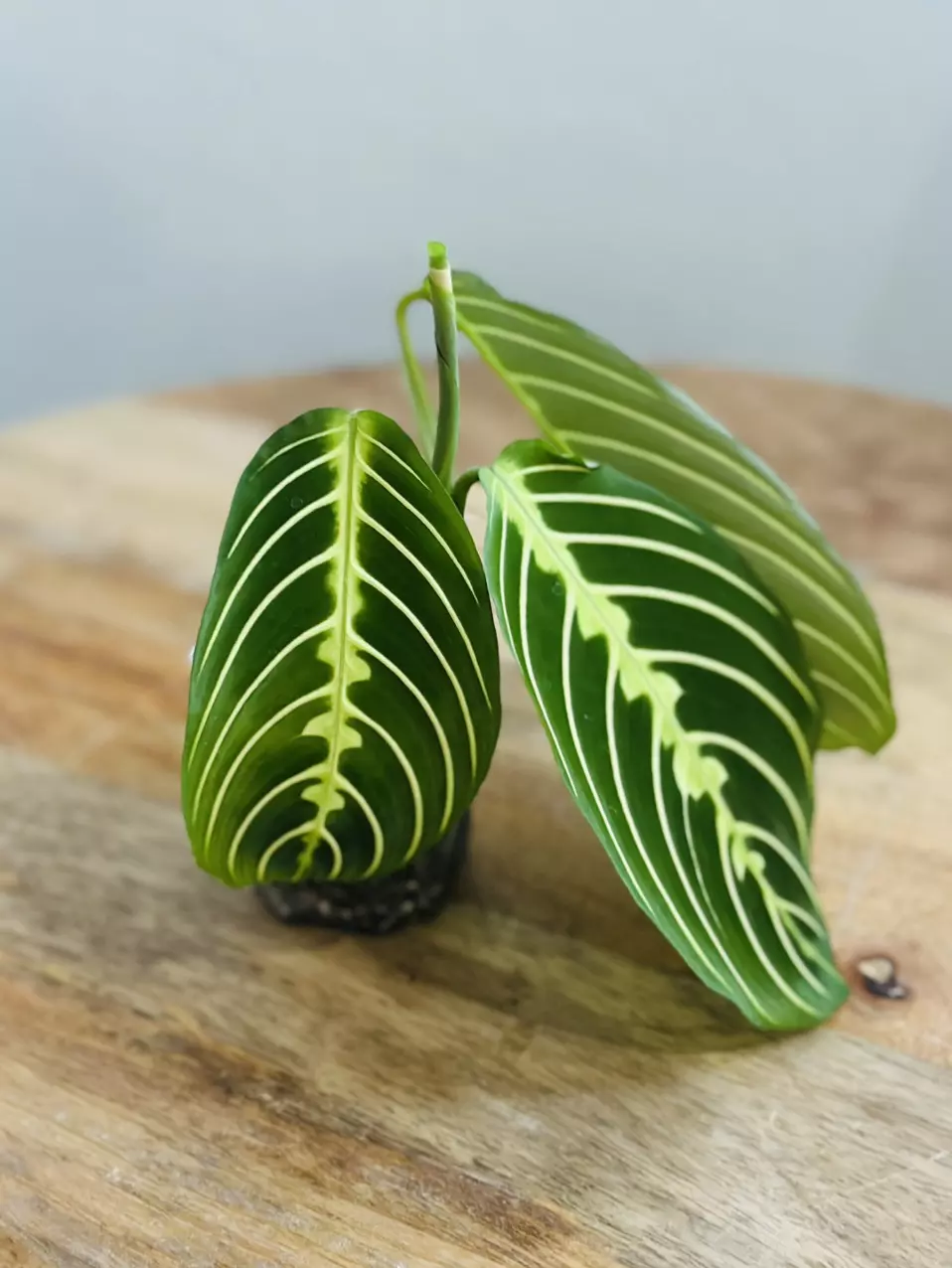 plant/Maranta Lemon Lime (Prayer Plant) (1)-1
