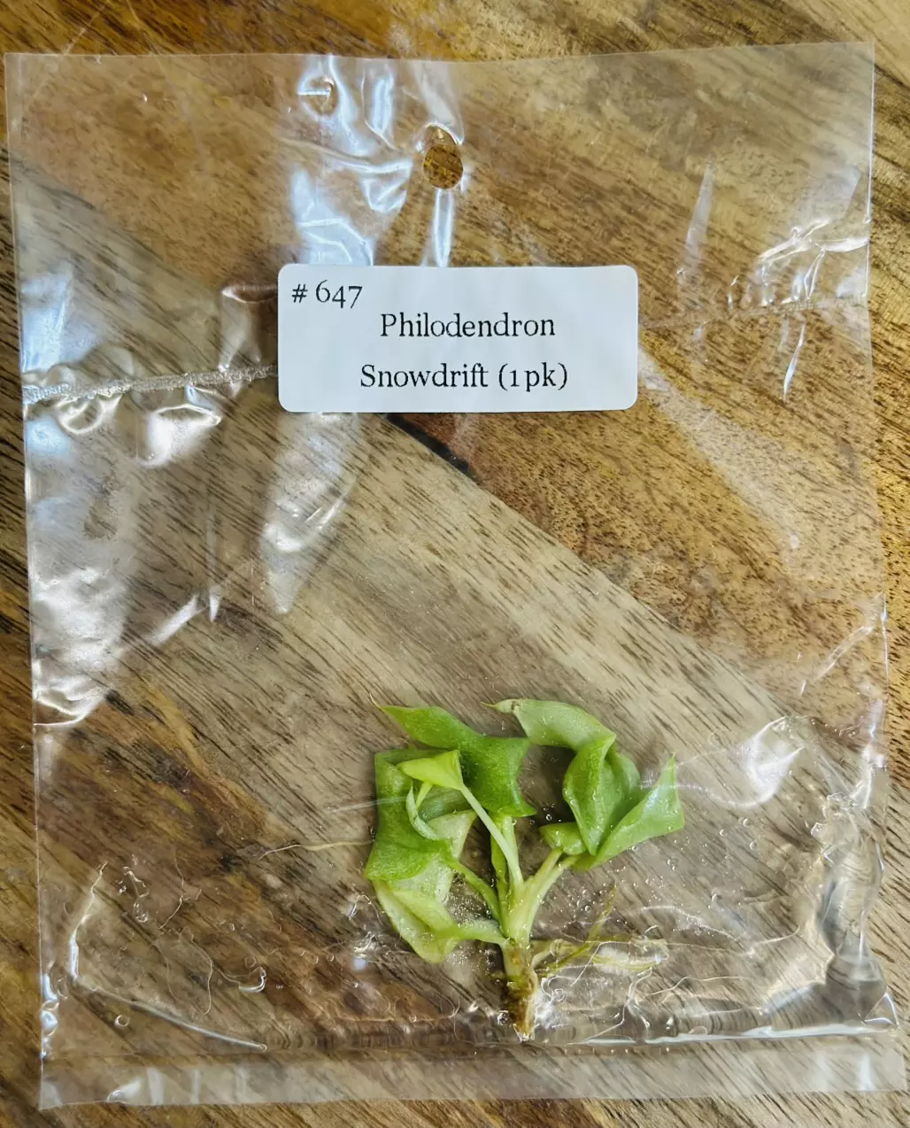 plant/Philodendron Snowdrift TC-0