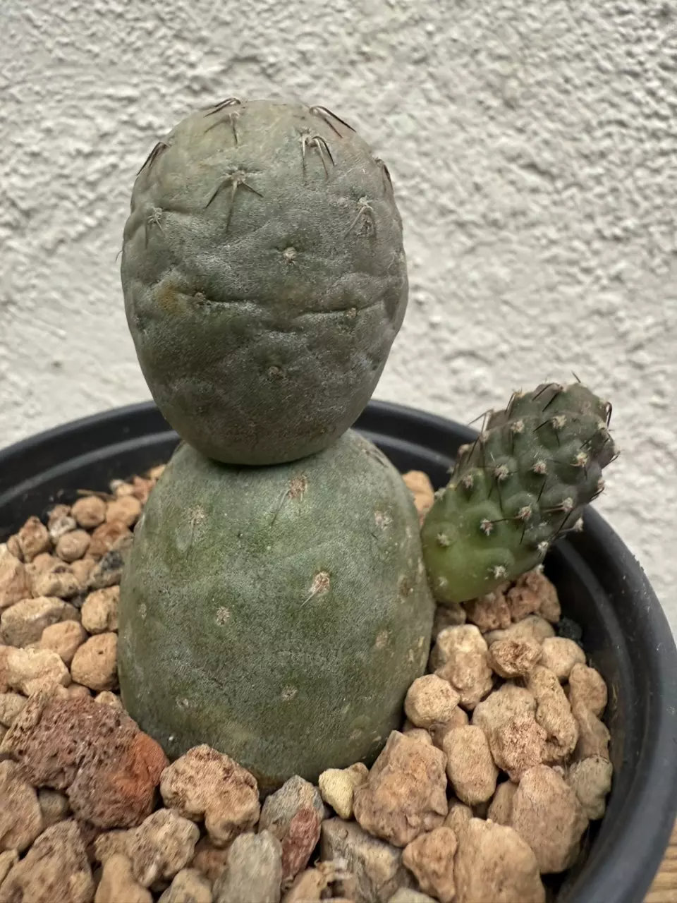plant/Tephrocactus Geometricus 3 Heads-3