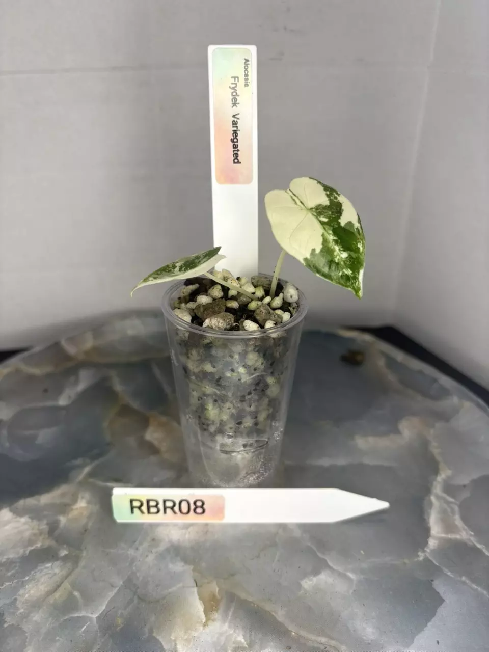 plant/RBR08 — Corm Grown Alocasia Frydek Variegated Pup-0