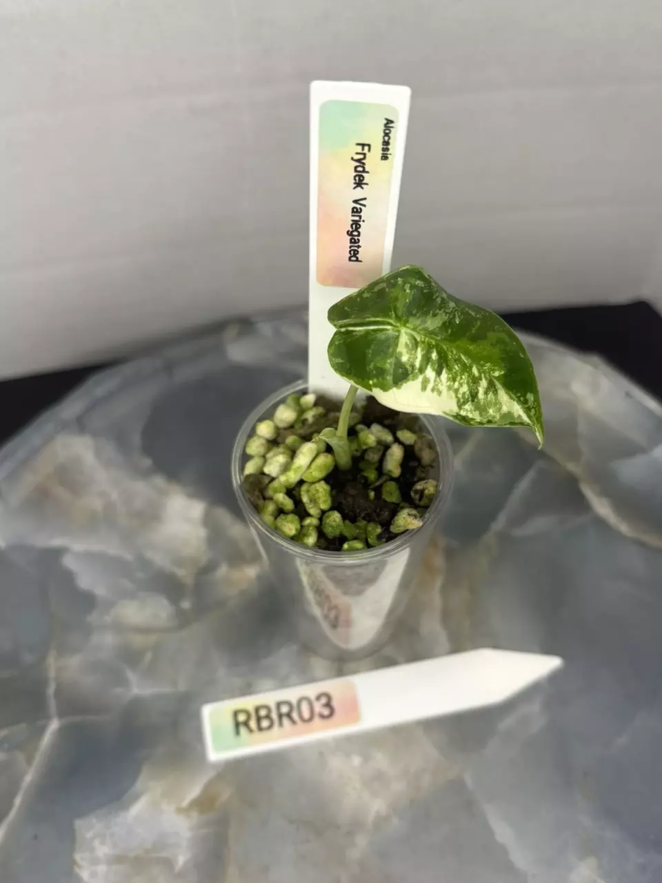 plant/RBR03 — Corm Grown Alocasia Frydek Variegated Pup-0