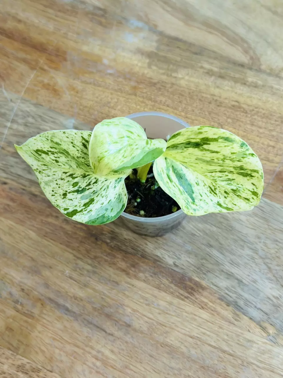 plant/Epipremnum Aureum ‘Snow Queen Pothos’-1