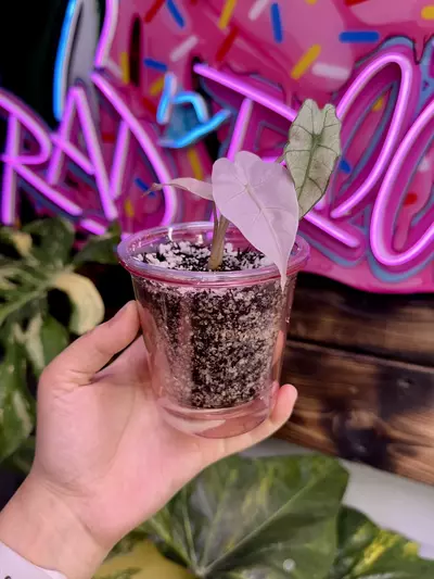 plant/3 Pink self watering cups - small-0-thumbnail