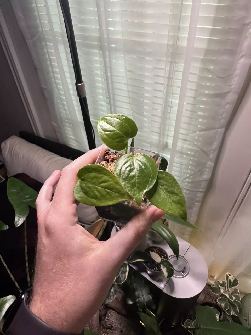 plant/Anthurium Veitchii-0