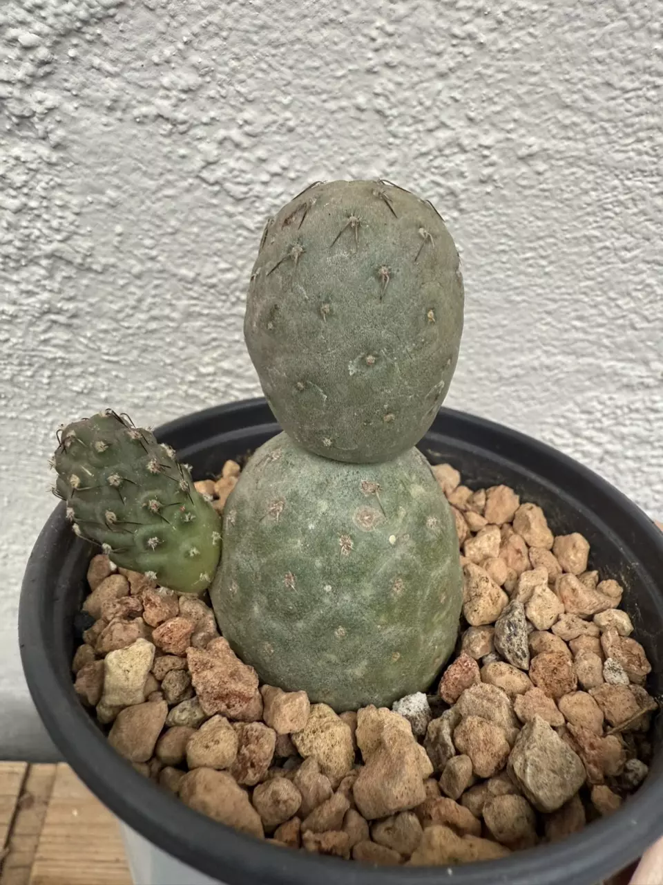 plant/Tephrocactus Geometricus 3 Heads-0