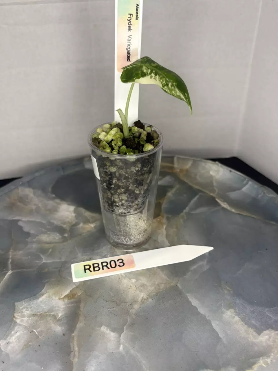 plant/RBR03 — Corm Grown Alocasia Frydek Variegated Pup-1
