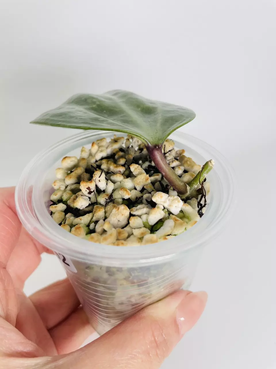 plant/Hoya Latifolia Silver 0552-1