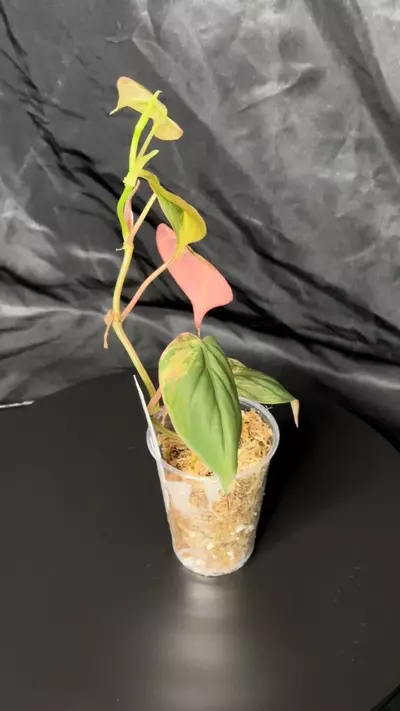 plant/Pink Ferrari Mican-1-thumbnail