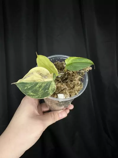 plant/Pink Ferrari Mican-0-thumbnail