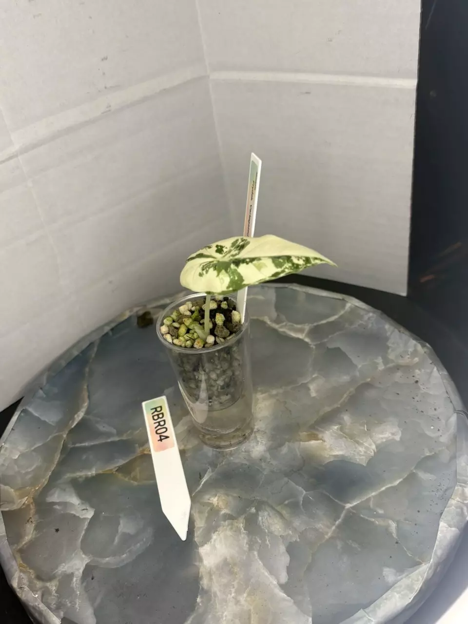 plant/RBR04 — Corm Grown Alocasia Frydek Variegated Pup-4