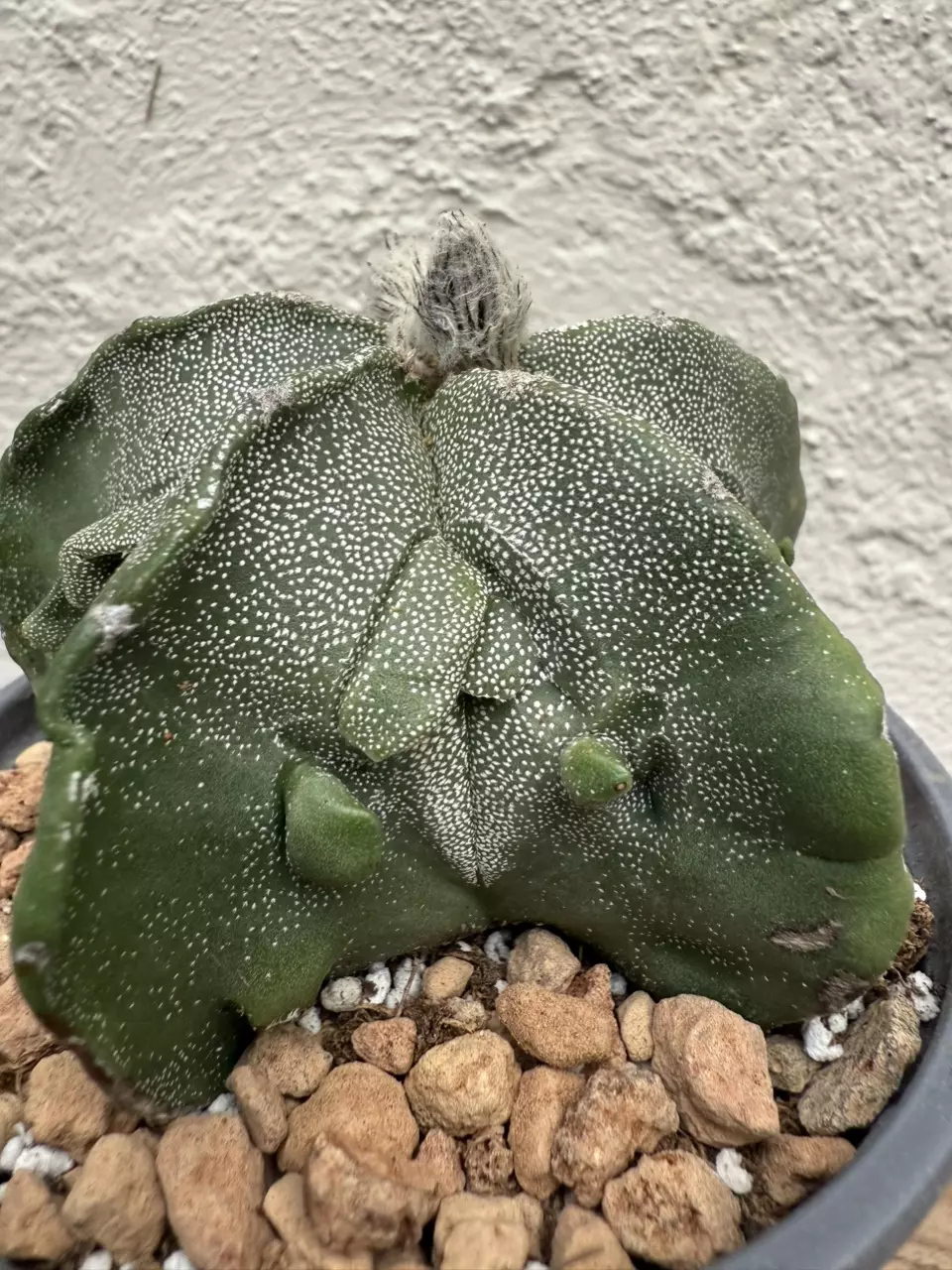 plant/Astrophytum Myriostigma Fukuryu-1