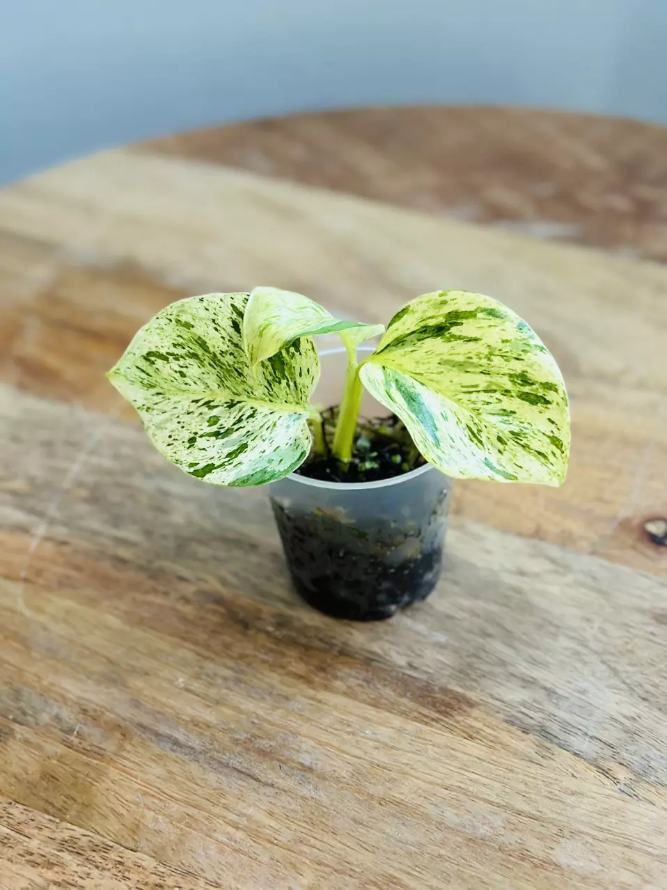 plant/Epipremnum Aureum ‘Snow Queen Pothos’-0