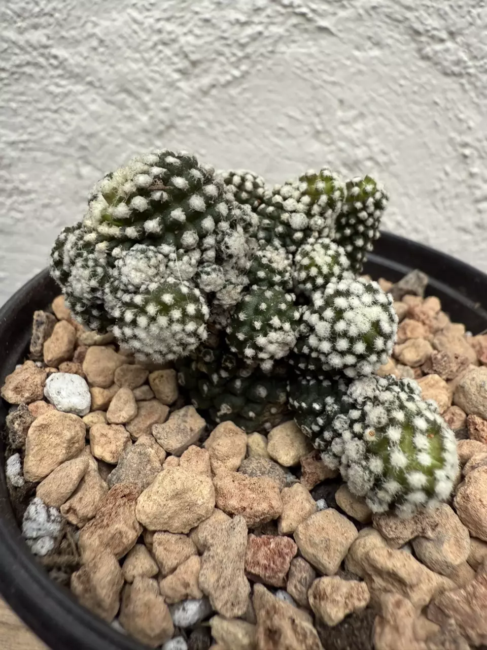 plant/Copiapoa Tennuissima cv Starry Night-0