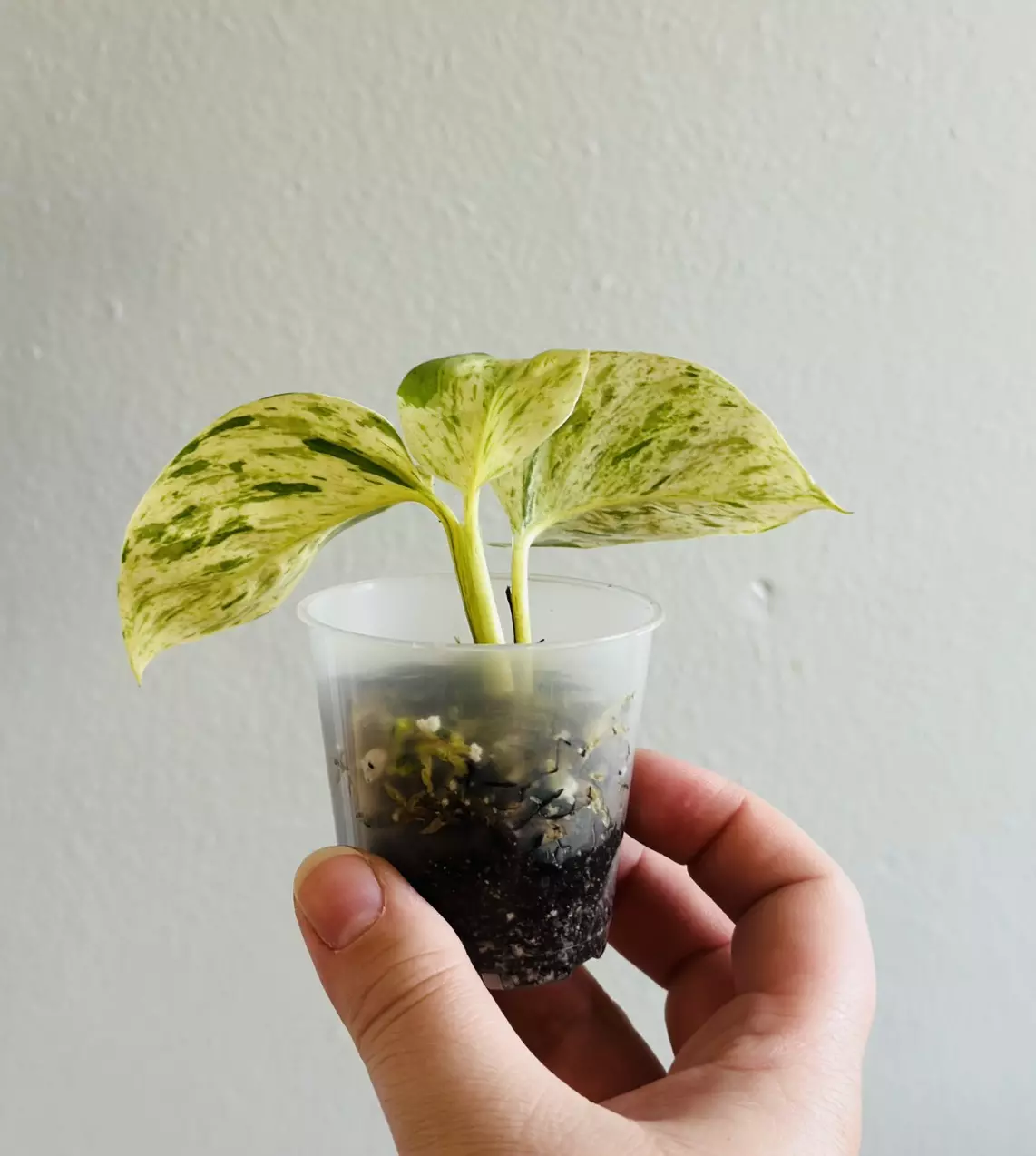 plant/Epipremnum Aureum ‘Snow Queen Pothos’-2