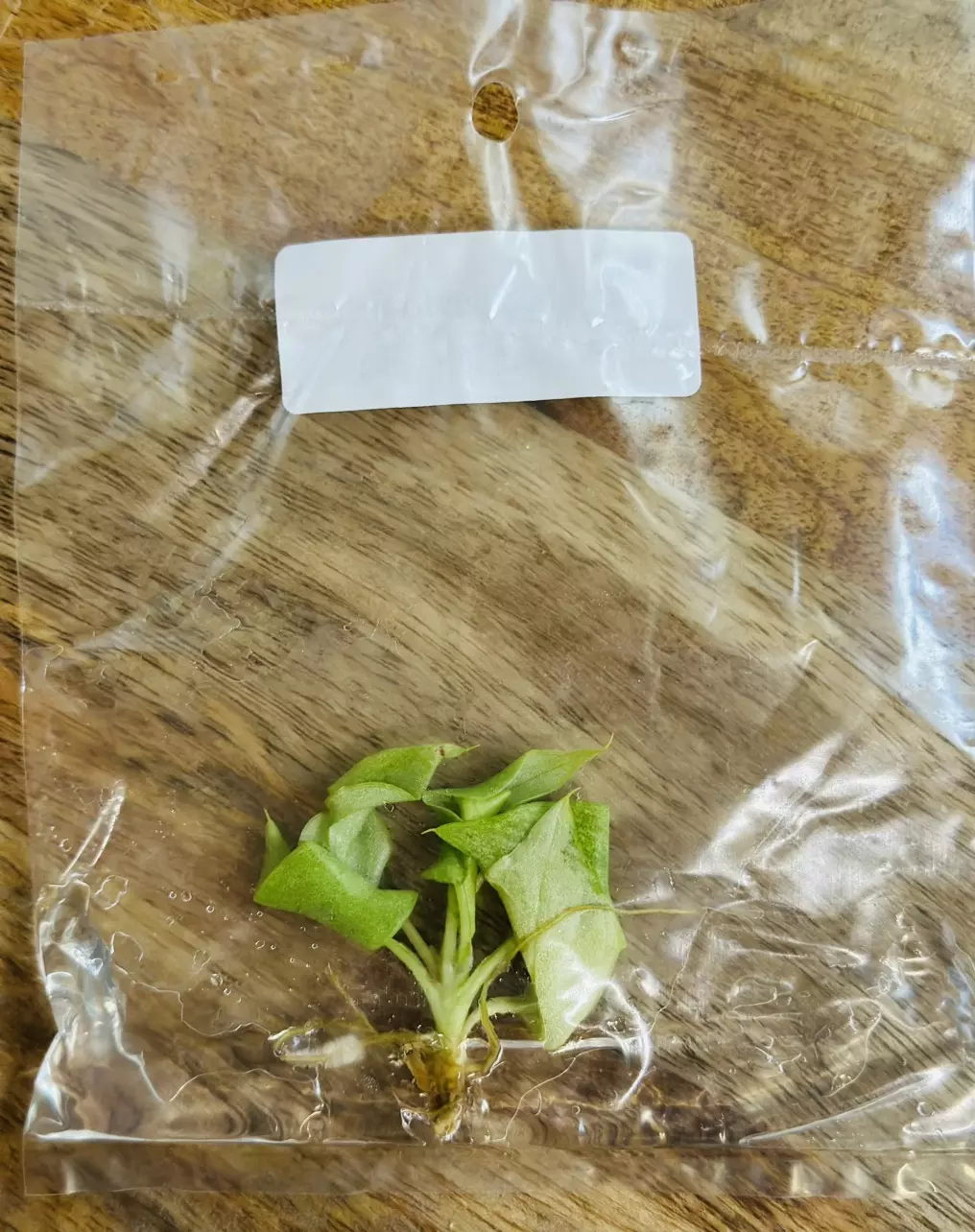 plant/Philodendron Snowdrift TC-1