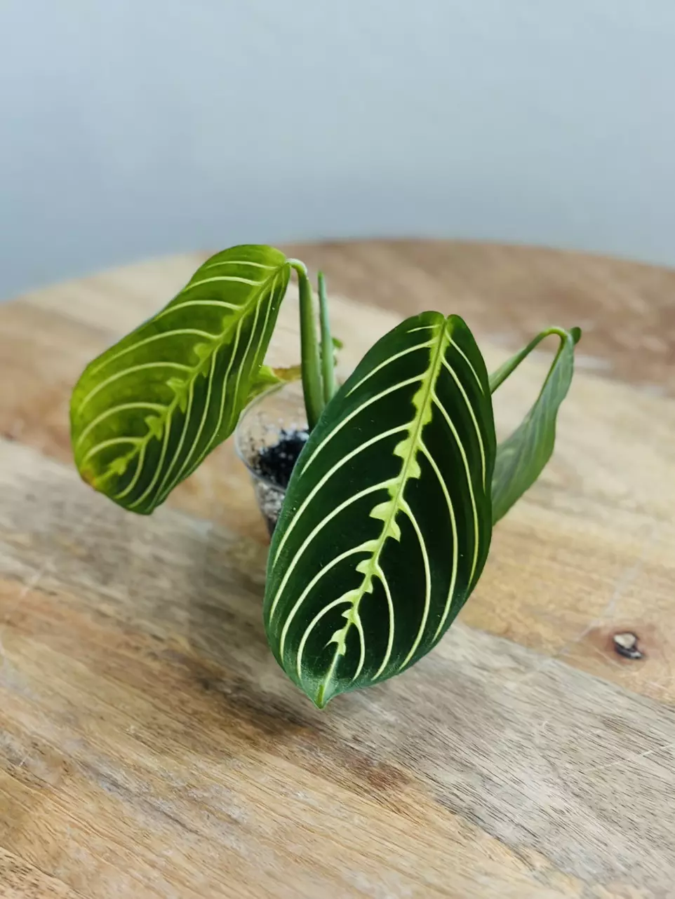 plant/Maranta Lemon Lime (Prayer Plant) (2)-1