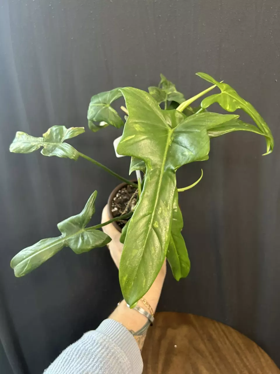 plant/Philodendron Bippen 'Splash Gordon'-0