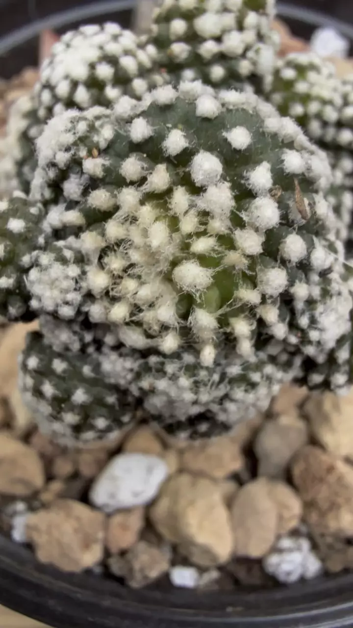 plant/Copiapoa Tennuissima cv Starry Night-4