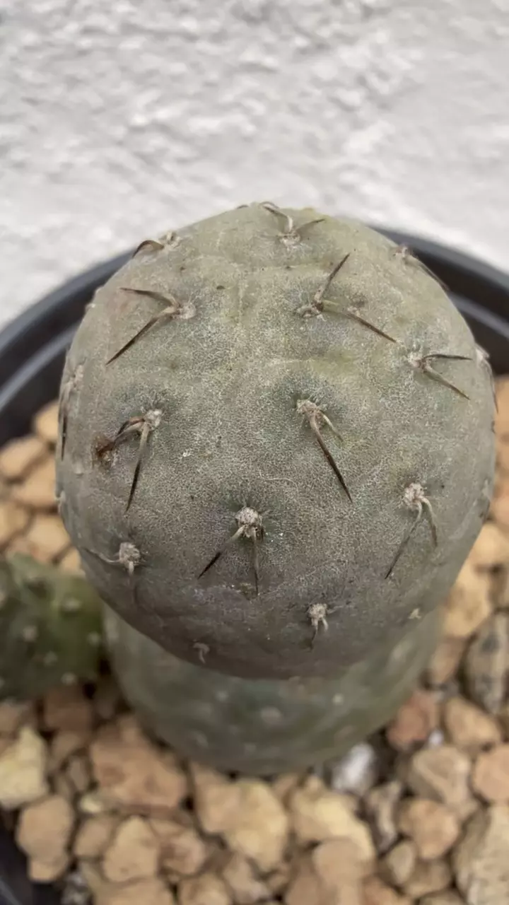 plant/Tephrocactus Geometricus 3 Heads-1