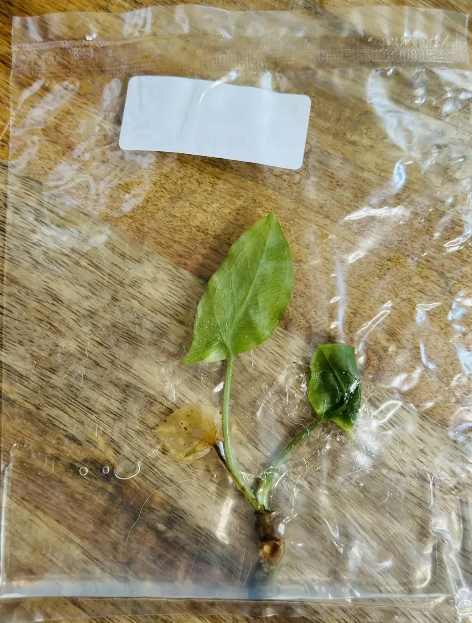 plant/Syngonium Mojito TC-1