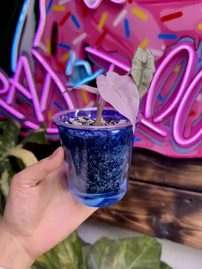 plant/3 Blue self watering cups - small-0-thumbnail