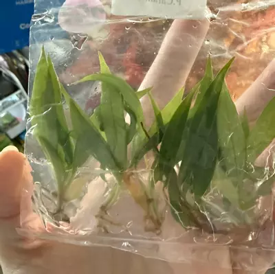 plant/Philodendron Carmel marble babies-2-thumbnail