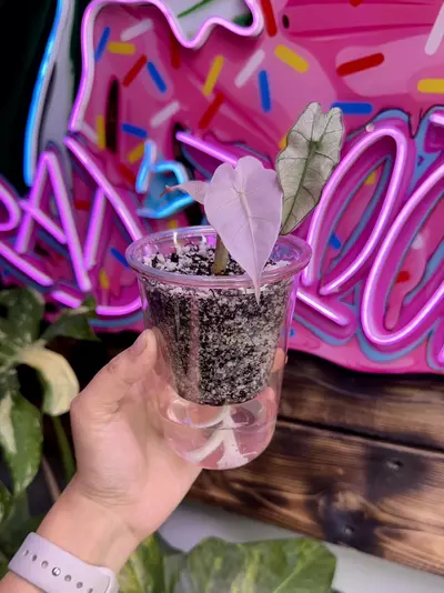 plant/3 Pink self watering cups - large-0-thumbnail