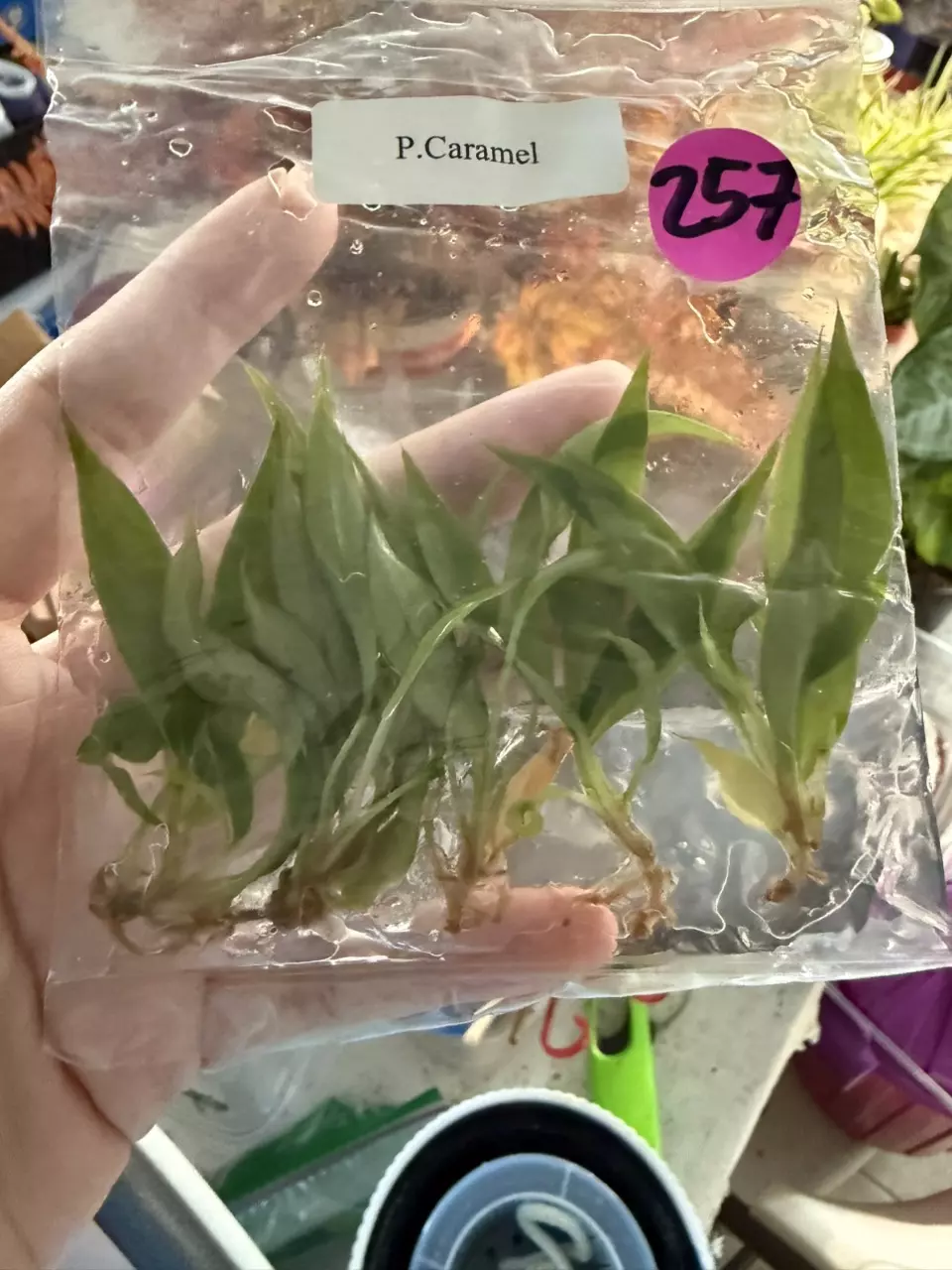 plant/Philodendron Carmel marble babies-1