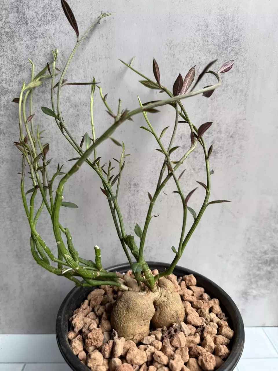 plant/Euphorbia Neorubella-0
