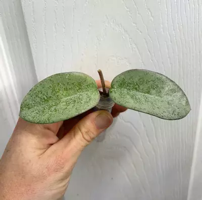 plant/Hoya carnosa Nova Ghost Lightly Rooted Cutting GC-0-thumbnail