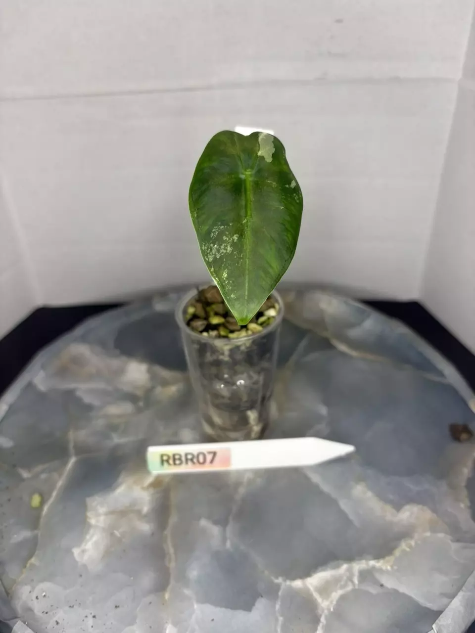 plant/RBR07 — Corm Grown Alocasia Frydek Variegated Pup-1