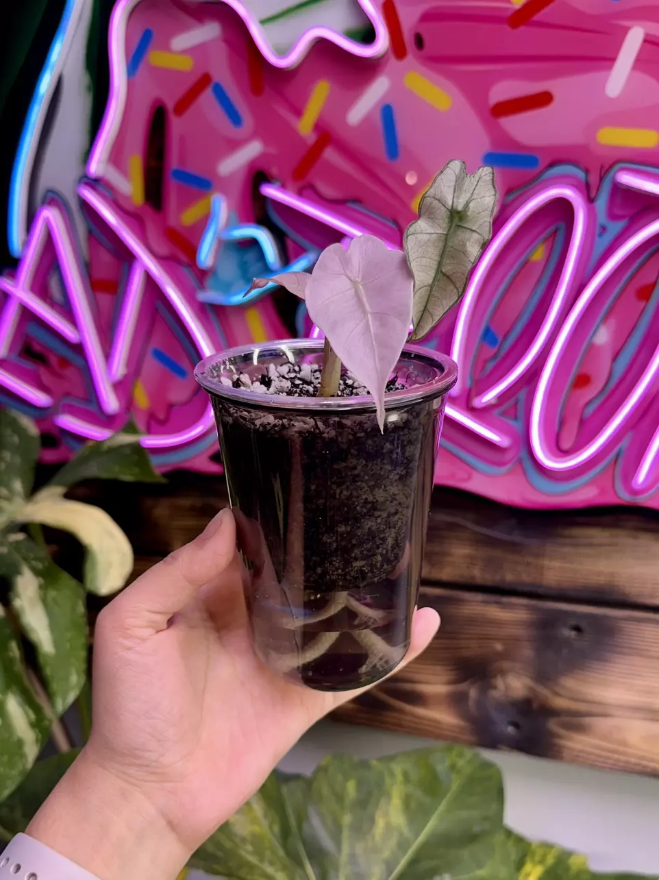 plant/3 Black self watering cups - large-0