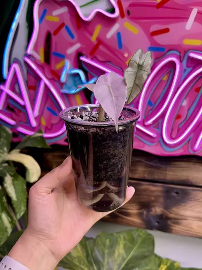 plant/3 Black self watering cups - large-0-thumbnail