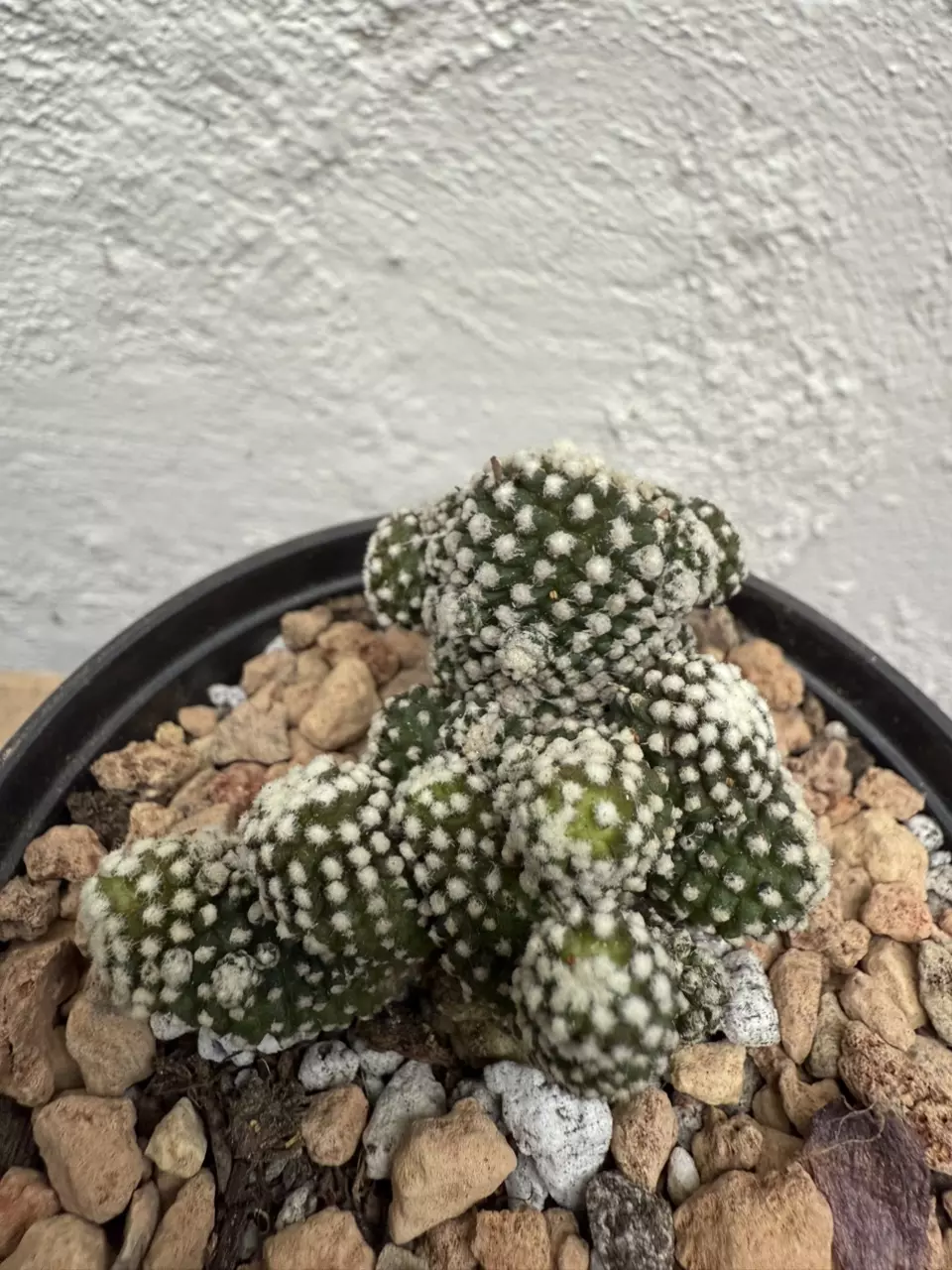 plant/Copiapoa Tennuissima cv Starry Night-1