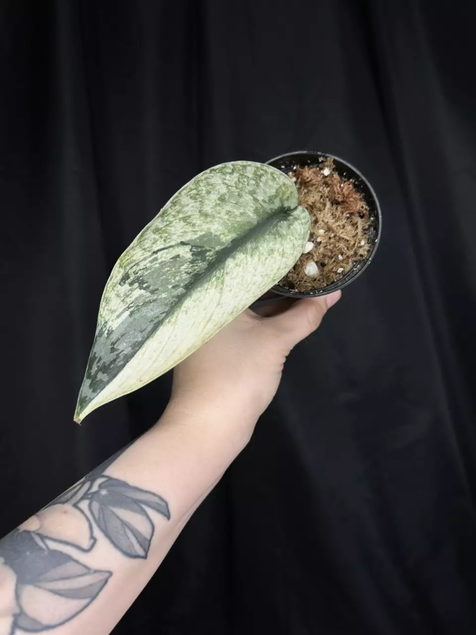 plant/Scindapsus Lakambini-1