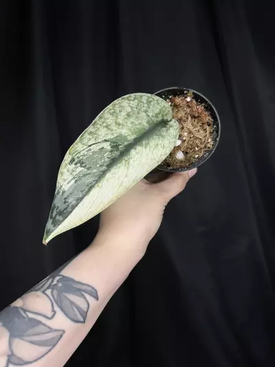 plant/Scindapsus Lakambini-1-thumbnail