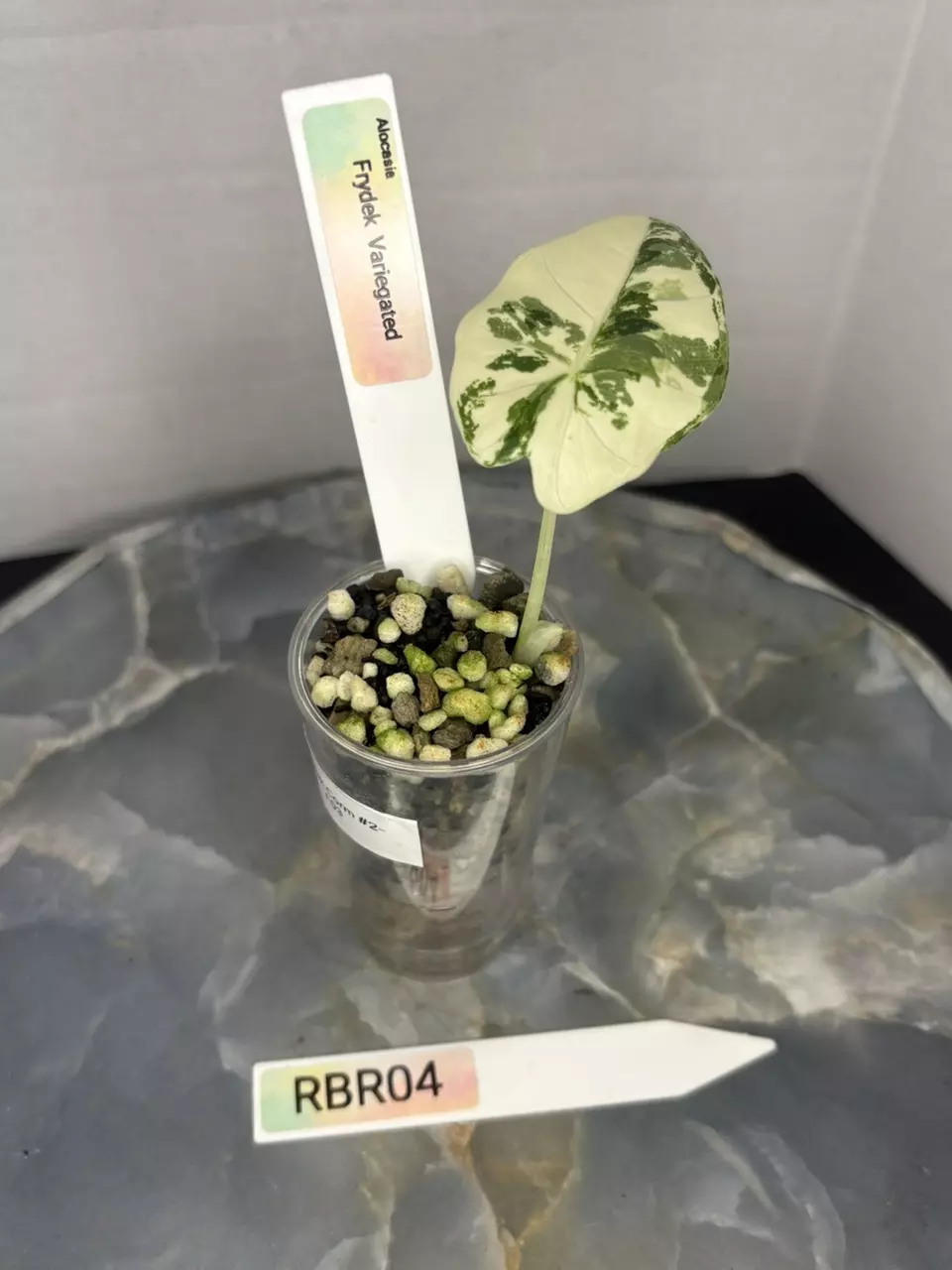 plant/RBR04 — Corm Grown Alocasia Frydek Variegated Pup-0