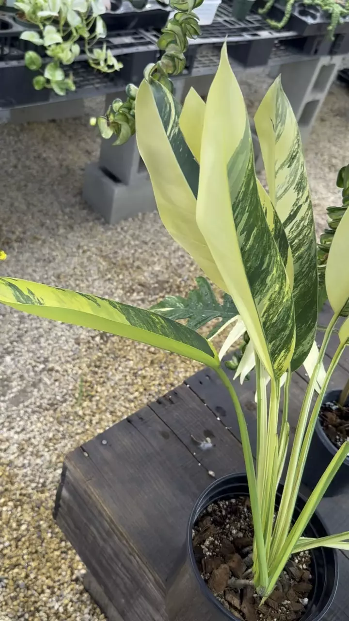 plant/PL177: Epipremnum Giganteum Aurea-1