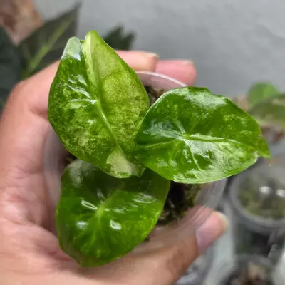 plant/Nairobi nights CORM-0-thumbnail