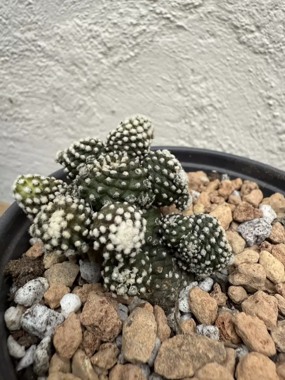 plant/Copiapoa Tennuissima cv Starry Night-1