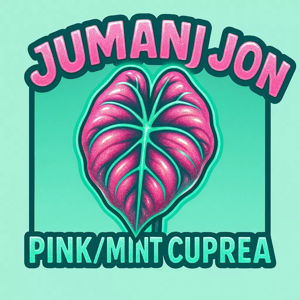 plant/Alocasia Cuprea Pink/Mint TC-0