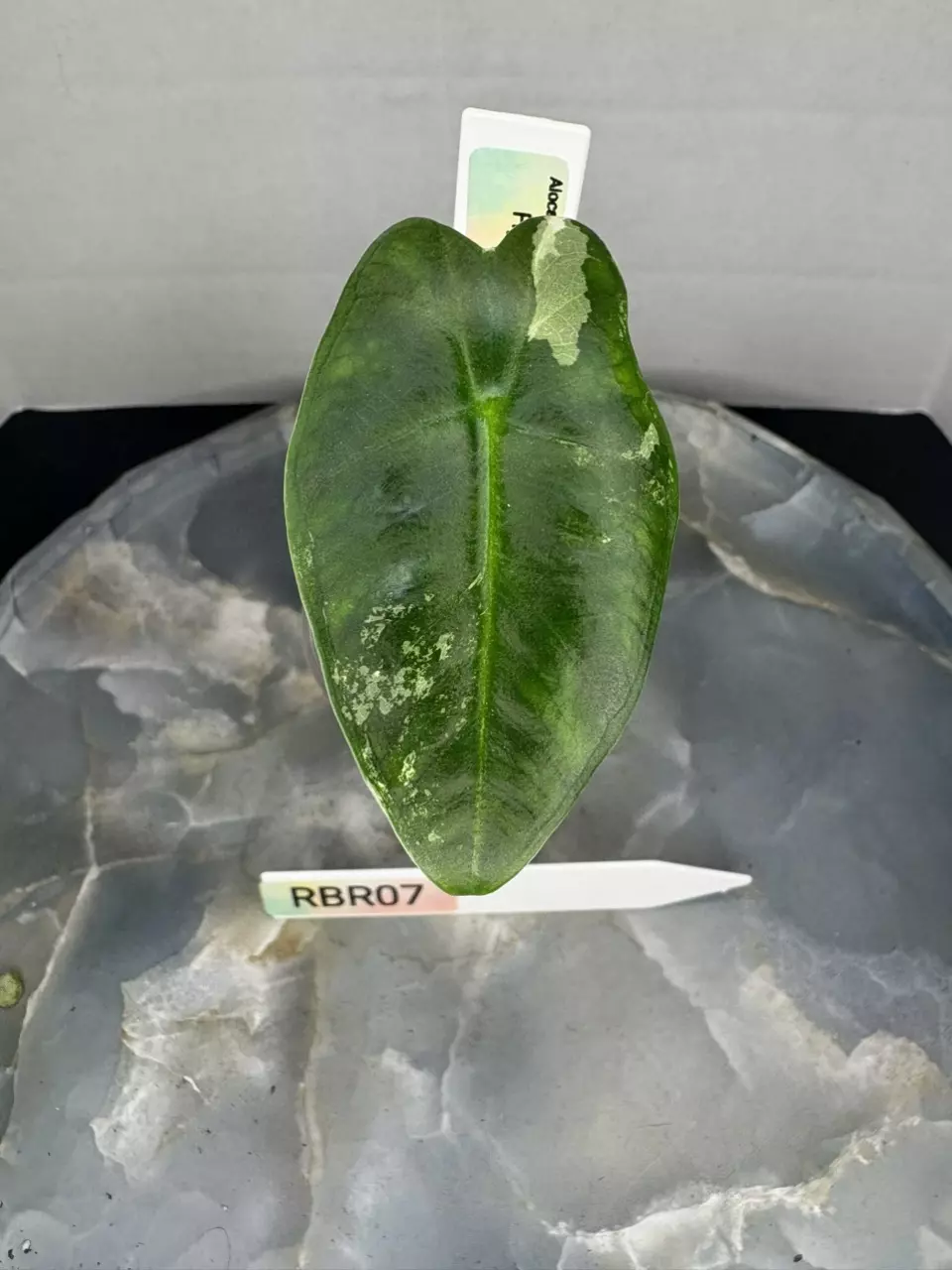 plant/RBR07 — Corm Grown Alocasia Frydek Variegated Pup-0