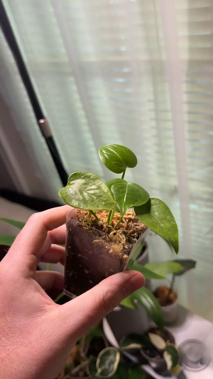 plant/Anthurium Veitchii-1